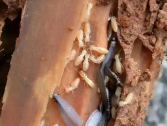 城北白蚁防治公司分享雨季白蚁飞蚁集中入户，应急处理与长效防虫方案